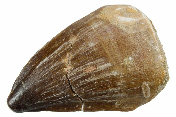 Fossil Mosasaur (Thalassotitan) Tooth - Morocco #353257